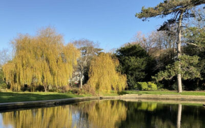 Tree Walks in Alexandra Park, Hastings